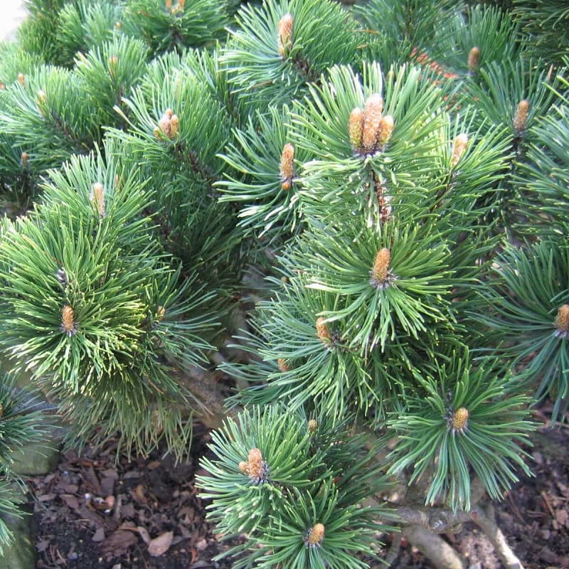 Pinus mugo Mini Mops
